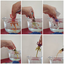 Colour changing Lizards