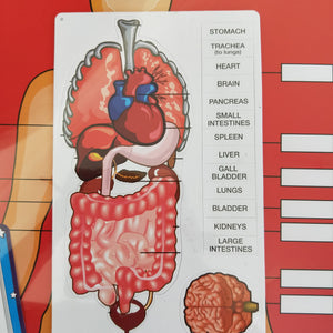 Human body parts puzzle magnetic board