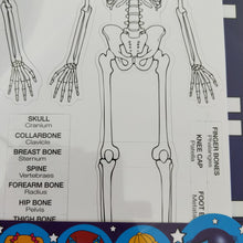 Skeleton Bones Magnetic board
