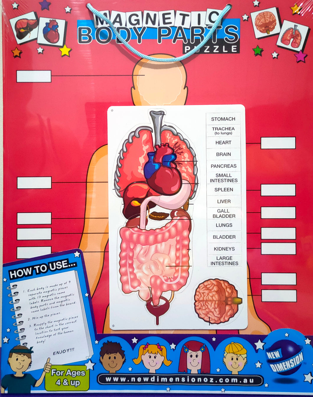 Human body magnetic board