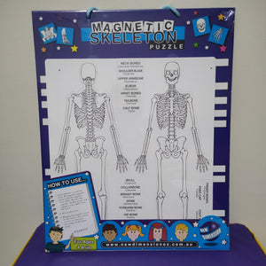 Skeleton magnetic board - bones