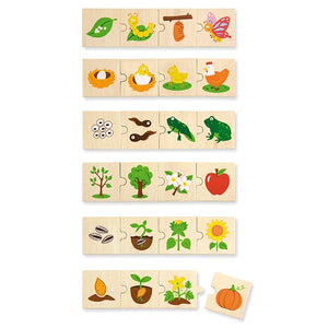 Wooden Life cycle - Growing sequence puzzle set tadpoles to frogs